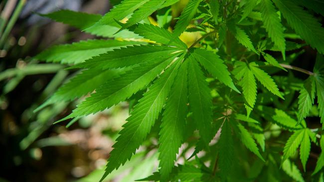 Police seized more than 50 plants ranging from 30cm to 2m in height. (Photo by CLAUDIO CRUZ / AFP)