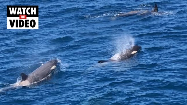 Tasmania's incredible first Antarctic C killer whale sighting