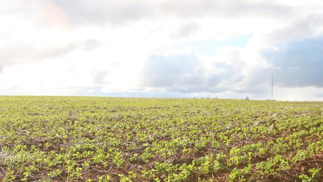 Rain gauge: Growers welcomed the long-awaited rain, following a dry July, to boost production prospects.