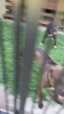 Dogs bust through fence