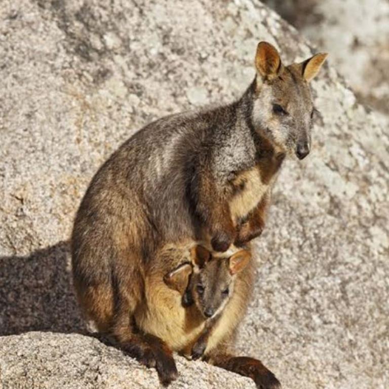 Brush-tailed rock-wallaby could soon be listed as threatened or endangered. Picture: Mark Sanders