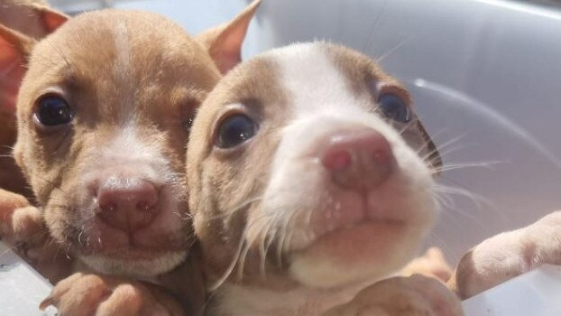 All seven pitbull-cross puppies were eventually recovered. Picture: SA Police