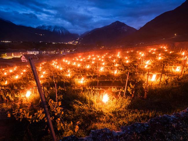 Candles burn in a vineyard in Fully, western Switzerland, to protect emerging buds from frost damage. This method combats increasing late frost risks, exacerbated by milder winters and longer growing seasons due to climate change. Picture: Fabrice Coffrini/AFP