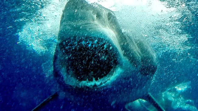 Shark diving in Port Lincoln with two V8 supercar drivers to promo Clipsal 500. V8 Supercar drivers Rick Kelly and Will Davison go cage diving with Great White sharks at Neptune Island, SA. Rick Kelly is a GoPro guru and had 7 GoPro cameras that we set up for the dive. We also had an underwater SLR and a pole cam that we set up for video. Pictures: Rick Kelly and Dylan Coker Picture: Coker Dylan