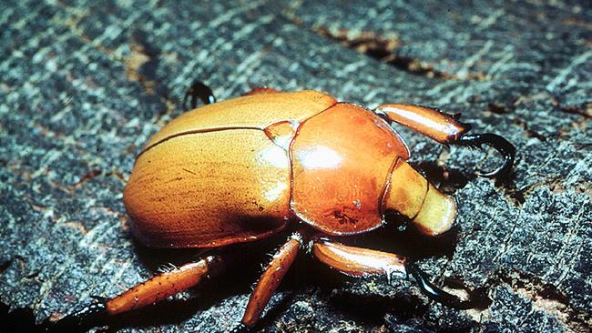 Christmas beetle numbers have been declining. Picture: Supplied