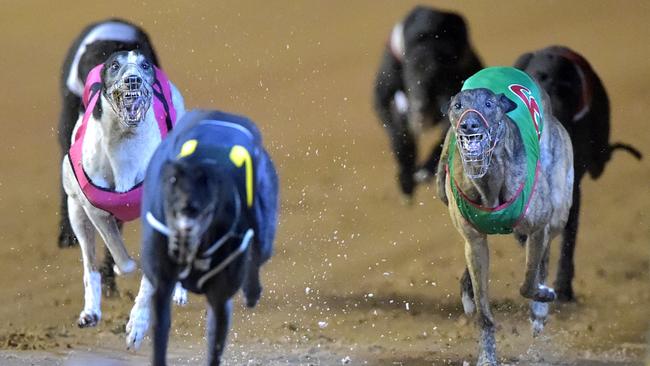 Grafton’s greyhound carnival will proceed next week. Picture: Jay Town