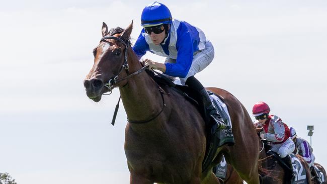 Frothy Macaw broke his maiden status at Morphettville Parks on Saturday. Picture: Makoto Kaneko