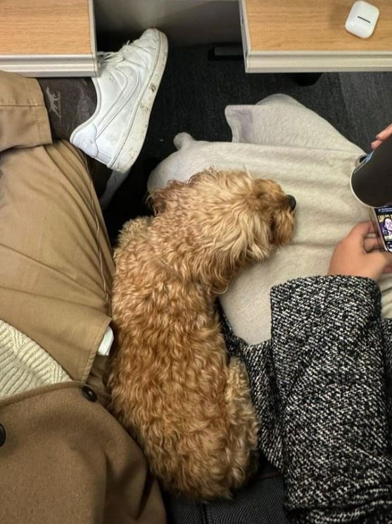 The couple have travelled across the country on trains with their dog Kingston. Picture: Instagram