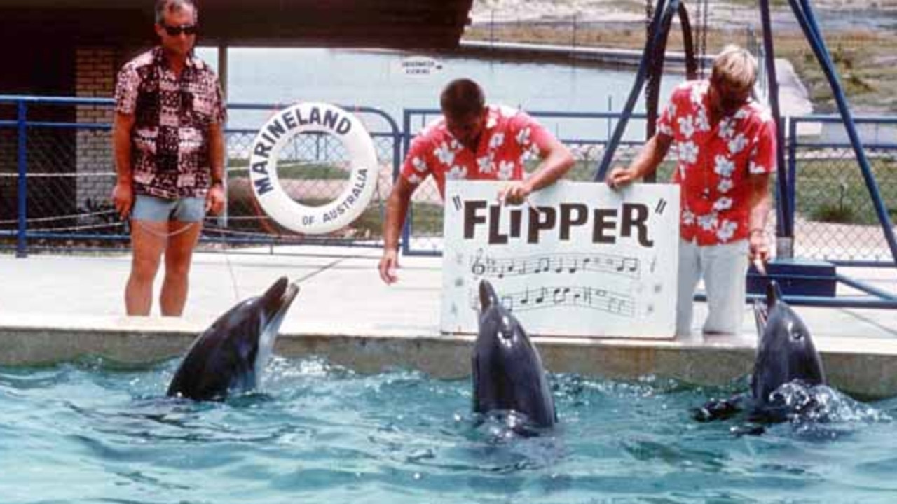 Dolphins performing at Marineland, Gold Coast. Picture: Gold Coast Local Studies Library