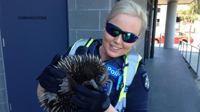 When Constable Laine Bramley reported for duty today, she had no idea she would end up at the pointy end of an echid-napping investigation. Constable Bramley and her partner were driving through University Hill Shopping Centre this afternoon when they spotted Enrique the Echidna crouching against a shop wall. The duo sprung into action, phoning a local wildlife rescue group who gave them advice on how to rescue the spiny anteater, who appeared to have crossed several busy roads to do a spot of shopping. By dint of some unusual operational tactics involving gently jemmying the echidna out of the corner with a baton, Const Bramley managed to free the frightened mammal. “It had burrowed itself into the wall so tightly it took me several minutes to get it out of the corner,” she said. “Luckily I had my slash proof gloves on!” The police officers arrested the prickly customer and escorted him to nearby parkland where he was released without charge and immediately burrowed himself into a shady spot under a tree. He’s been warned against jay walking in future.