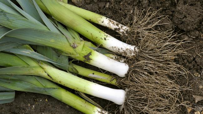 Leeks are great for cooking, Matt Preston says. Picture: iStock