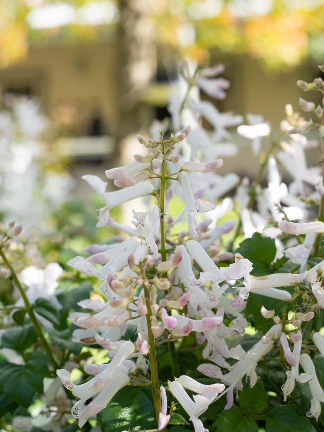 Plectranthus ‘Mona White’