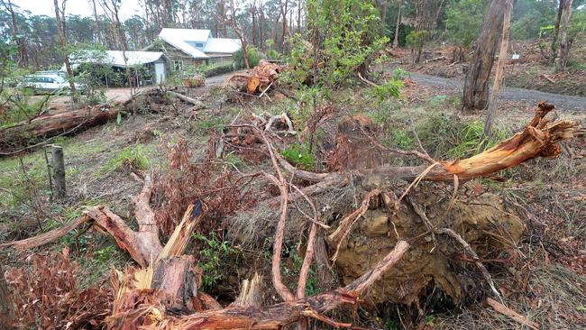 Mirboo North storm damage from the February 2024 storms. Picture: Yuri Kouzmin