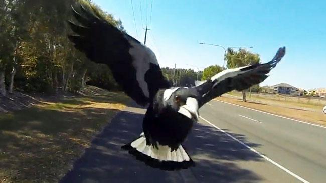 This magpie is real-life 'Angry Bird'