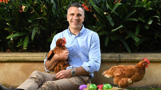 Opposition leader Peter Malinauskas with pet chickens Sarah and Poppy from The Advertiser Foundation’s special edition calendar. Picture: Tricia Watkinson