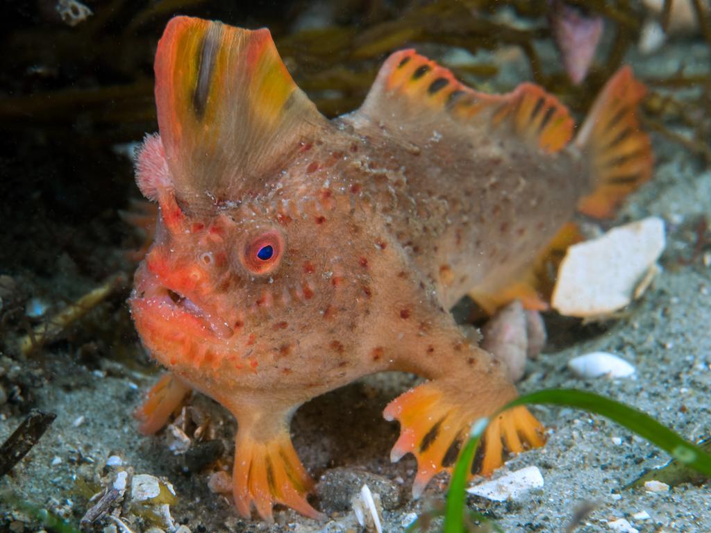 Handfish are not the strongest swimmers, preferring to put their hands to use and walk along the sea floor. Picture: Antonia Cooper