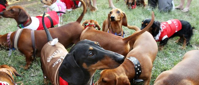  The Brisbane Dachshunds Group Christmas meeting at the New Farm Dog park. More than 100 of the dogs and their owners living it up.!!! Pics Tim Marsden 