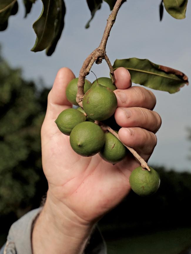 Question 14: Macadamia nuts. Picture: Luke Marsden