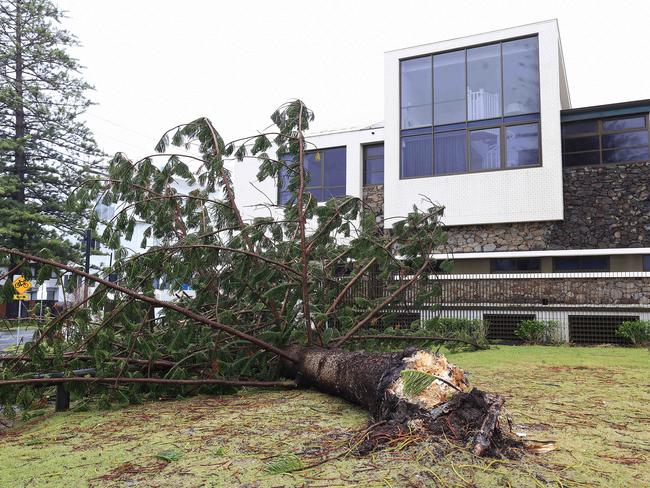 Gold Coasters are waking up to see what damage TC Alfred has caused. A fallen tree lands close to a house on Hedges Avenu, Miami. Pics Adam Head