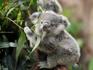 Don’t let our wildlife suffer more. Source: Supplied