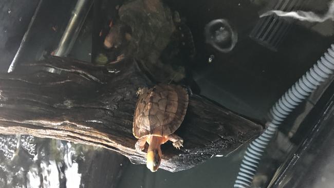 Campsie Police allegedly found 180 reptiles and reptile eggs inside a unit on Knox St, Belmore, on Thursday. Picture: NSW Police.