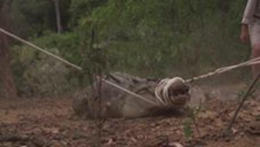 Crocodile's Powerful Death Roll Captured in Slow Motion