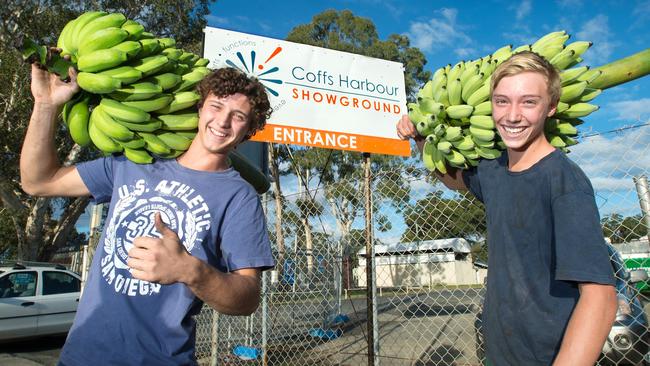 Flashback: Fourth generation banana growers Domic Canale and Jason Gentle deliver some their banan bunch entries for the Coffs Harbour Show. Picture: Trevor Veale / Coffs Coast Advocate.