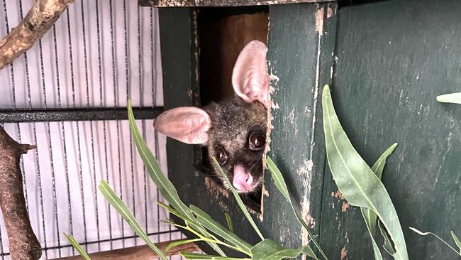 Bolt the brush-tailed possum was found injured and waterlogged on the front porch of a Mascot resident. He has since dried off and is expected to make a full recovery. Picture: Supplied