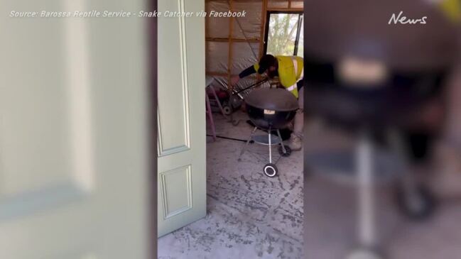 An Eastern Brown snake found making itself at home in a washing machine at a home in the Barossa