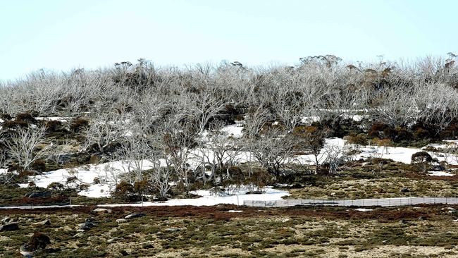 Snow gum trees in the Kosciuszko National Park that are dying off after wood-borer attacks by native longicorn beetles. Picture: Kym Smith