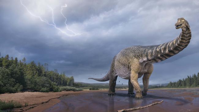 The Australotitan cooperensis.