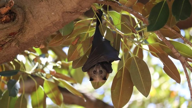 A colony of bats lives in the Botanic Gardens, and has been causing power outages as the animals fly into power lines. Picture: Sue Westover