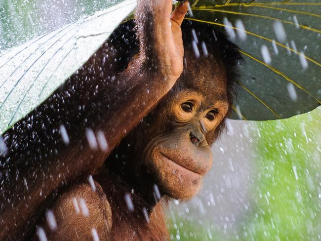 MUST NOT PUBLISH ON ANY PLATFORM BEFORE MIDNIGHT FRIDAY DECEMBER 17TH. FOR SATURDAY PAPERS. ***MUST CREDIT © Photographers Name, Country, Entry, Open Competition, 2015 Sony World Photography Awards*** (c) Andrew Suryono, Indonesia, Entry, Nature and Wildlife Category, Open Competition, 2015 Sony World Photography Awards Image title: Orangutan in The RainImage description: I was taking pictures of some Orangutans in Bali and then it started to rain. Just before I put my camera away, I saw this Orangutan took a banana leaf and put it on top on his head to protect himself from the rain! I immediately used my DSLR and telephoto lens to preserve this magic moment. Image location: Bali, Indonesia