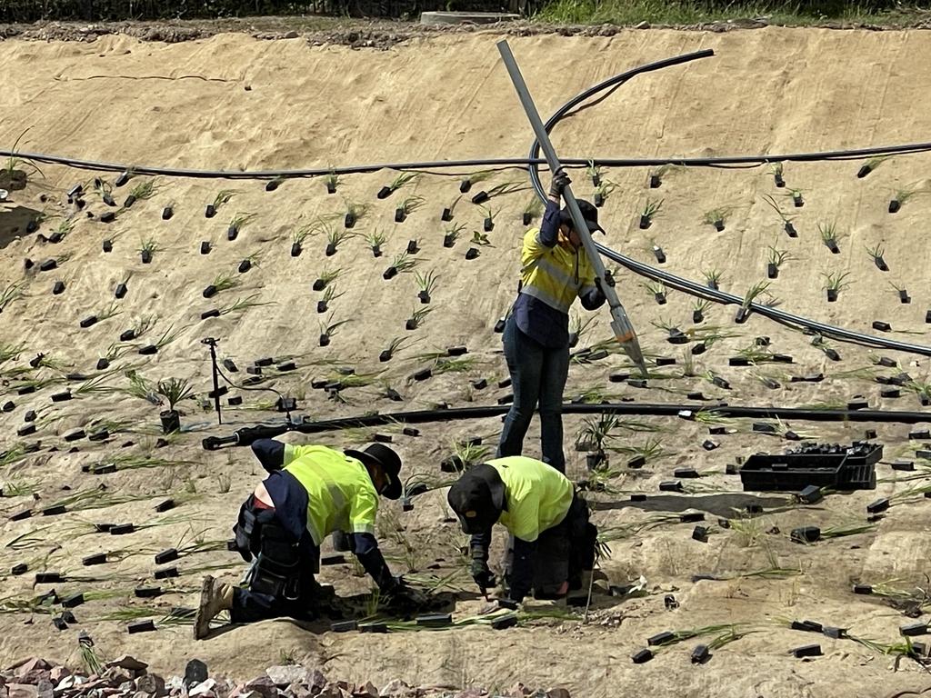 An estimated 70 workers are planting 97,000 grasses and trees for the Bushland Beach naturalisation project. Picture: Leighton Smith.