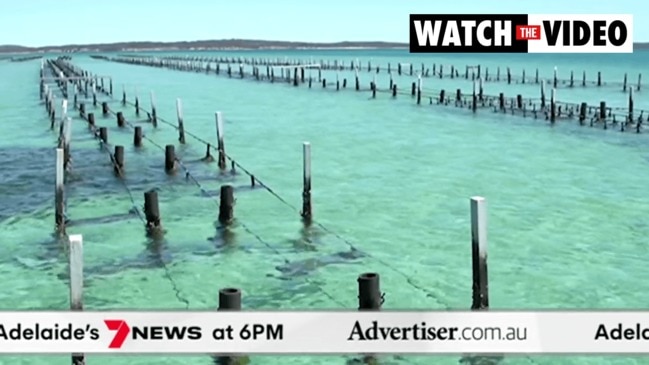 The Advertiser/7NEWS Adelaide update: Premier announces entry conditions for arrivals into SA, workers stood down over West Coast oyster food poisoning scare