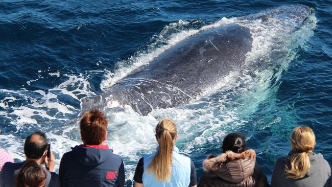 One of the first whales of the season passes the Coast. Photo by Sea World Whale Watch