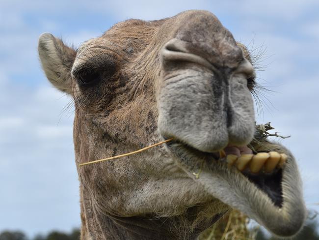 Lauren Brisbane from QCamel have been producing high quality camel milk from her stock of camels.