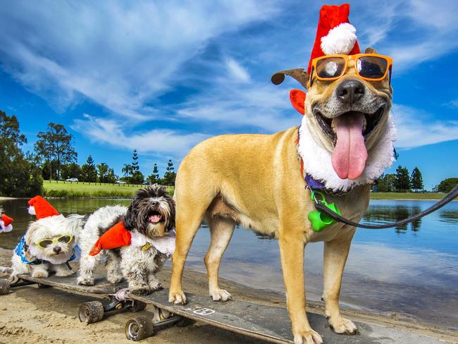 WATCH: Skateboarding, tractor driving Qld dog goes viral