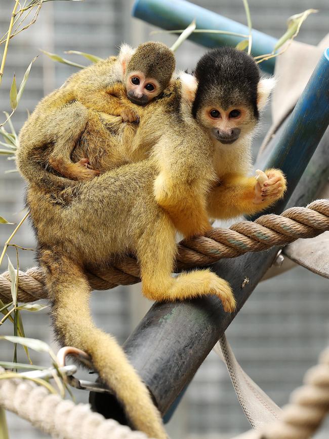 This squirrel monkey hitches a ride with mum. Picture: Tim Hunter