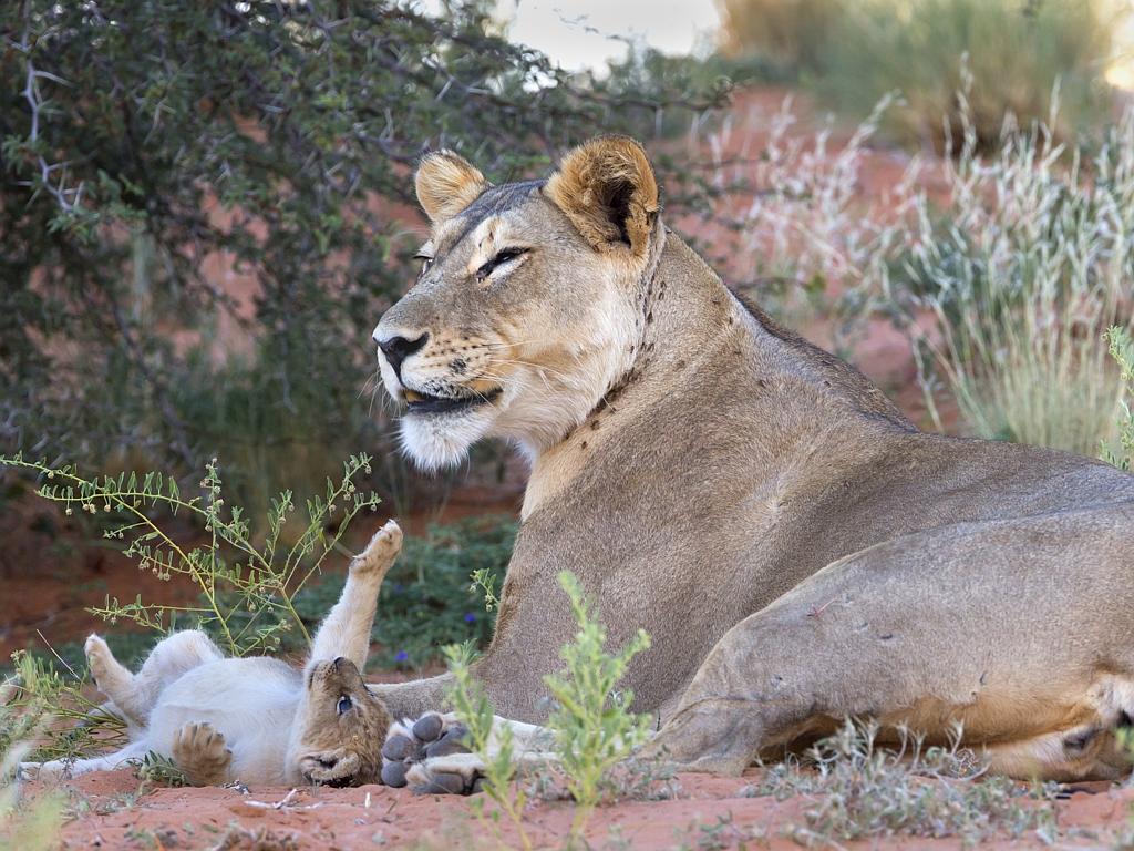 Lioness with small cub, South Africa. Mum’s the word - whatever species you are. From tiny ground squirrels to huge elephants, these mothers from the animal kingdom are full of tender love for their young. And their babies are clearly wild about them too. Even the hardest of hearts would melt seeing the babies follow their mums around, copying their every move and snuggling up for a cuddle, Picture: Ann and Steve Toon/Solent