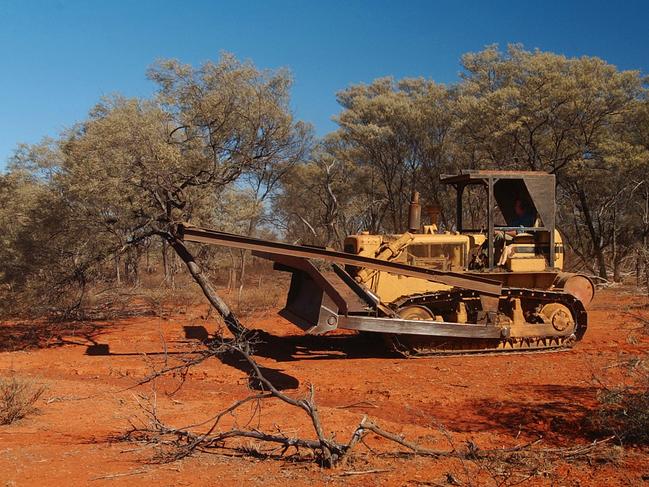 Deforestation? Mulga trees are pushed over as last resort to feed livestock during drought. Picture: AAP Image/Dave Hunt