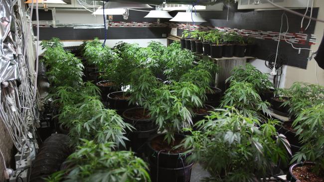 Almost 200 plants were seized as part of the raids. Picture: NSW Police