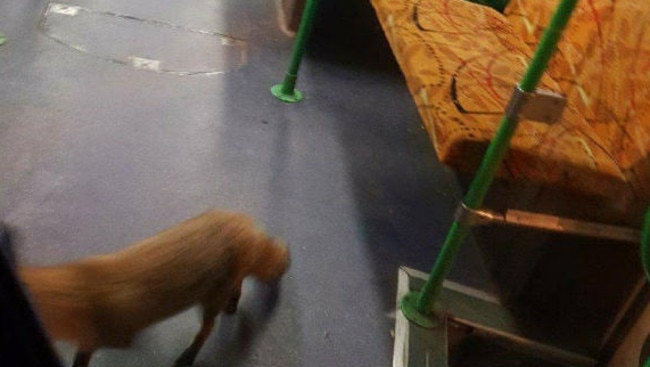 This fox boarded the route 57 tram without a Myki. Picture: 3AW