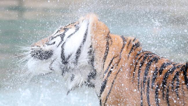 Cooling down at Tiger Island. Picture: Richard Gosling