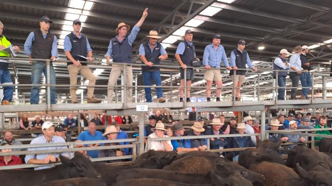 Selling action at the Hamilton weaner sales on Monday.