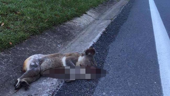 Pictured is one of many koalas that have been hit and killed since Saturday on the Gold Coast. Picture: Wildcare Australia Inc/Facebook