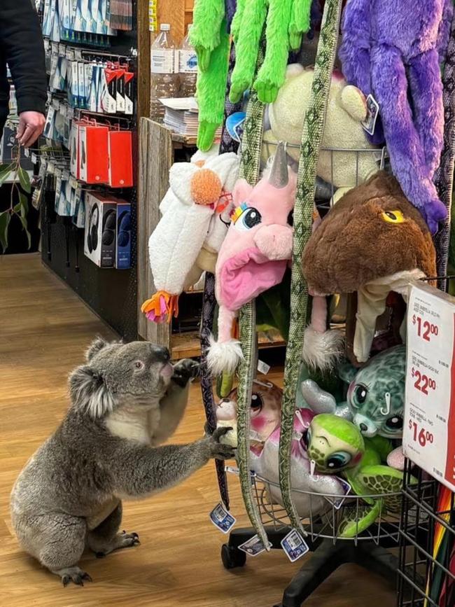 The koala also got up close to some children’s hats. Picture: Instagram/@meeniyanigalocalgrocer