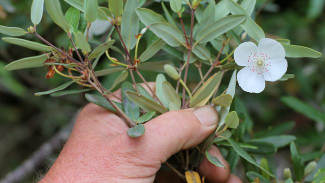 A leatherwood flower.