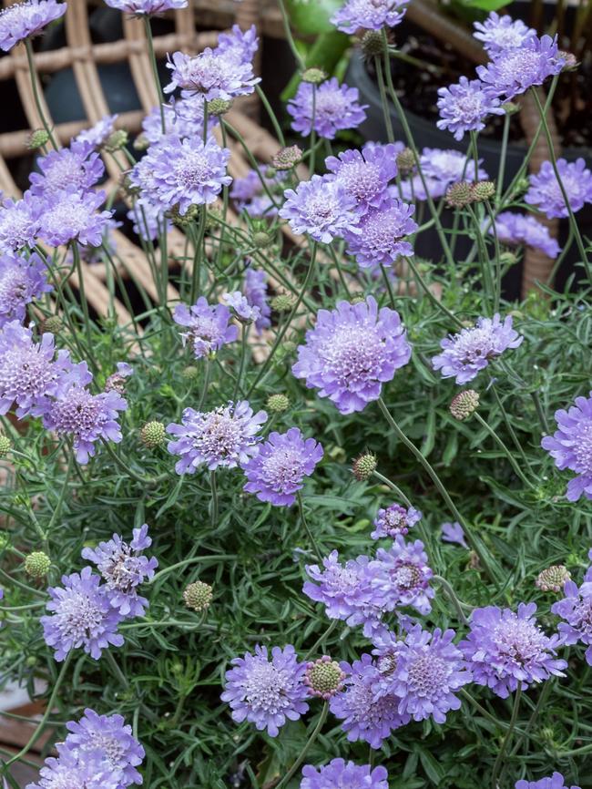 Scabiosa ‘Powder Puff Mauve’