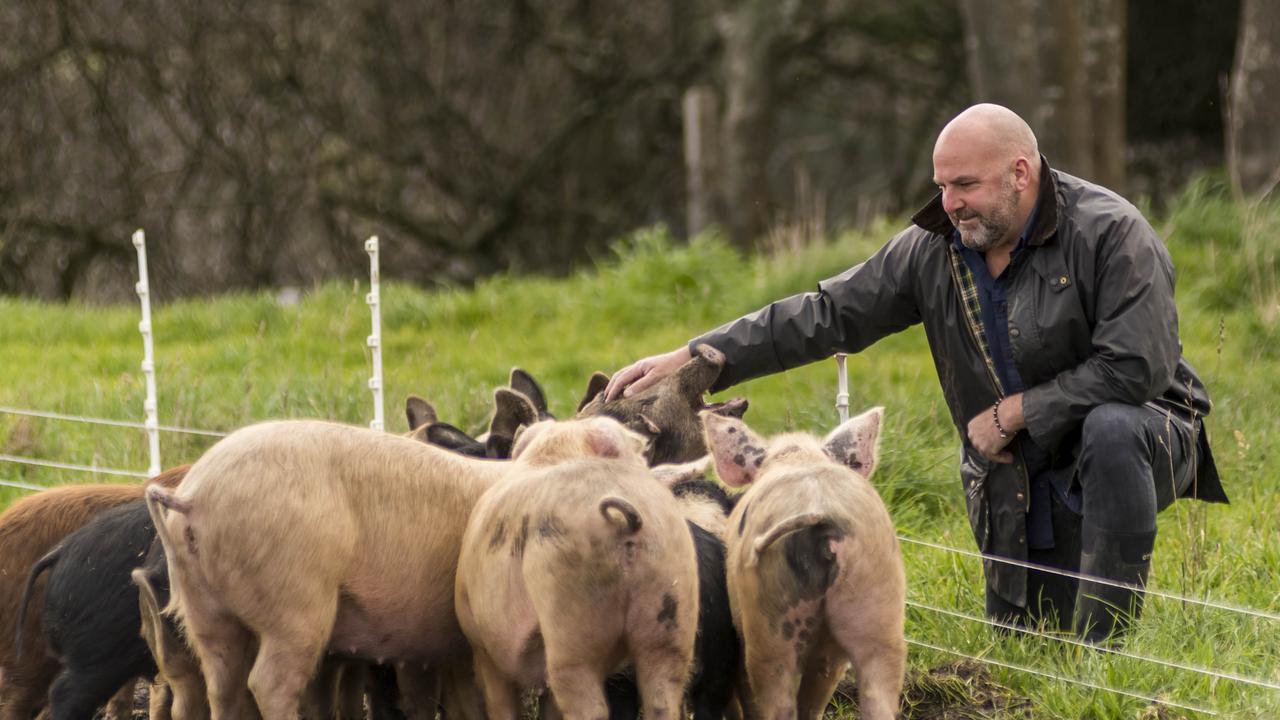 The pigs feed on spent grain from the brewery and whey from the cheese making on Bruny Island, and processed into bacon and sausages for the cheese club. Picture: Phillip Biggs